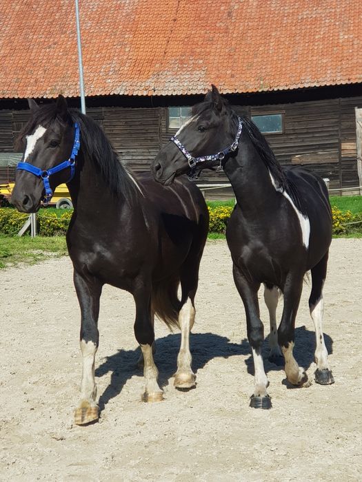 Para karosrokata klacz wałach