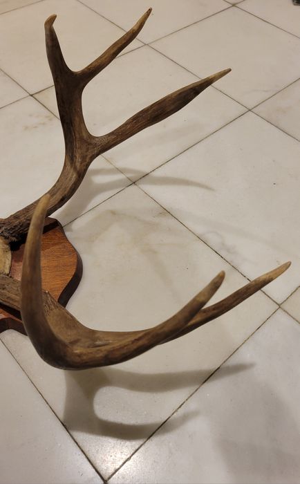 Par cornos de veado