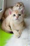 4 месяца котику золотая шиншилла