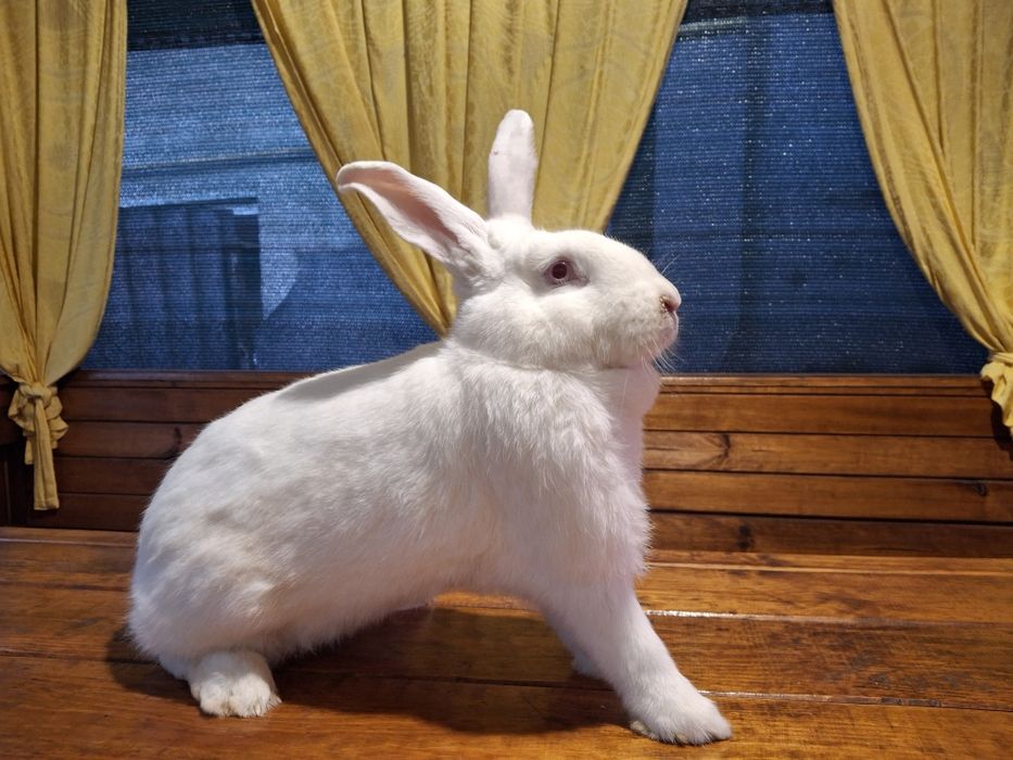 Кролі Термонці білі