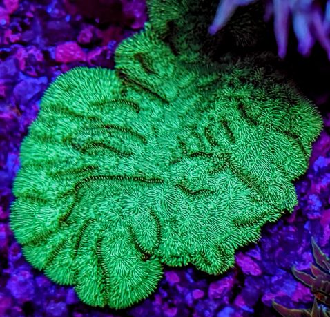 Pavona Cactus Mega Fluo Green SPS koralowiec koral nie LPS CORAL