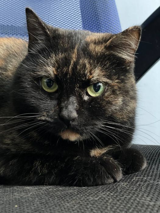 Кошка с непростой судьбой в поисках дома