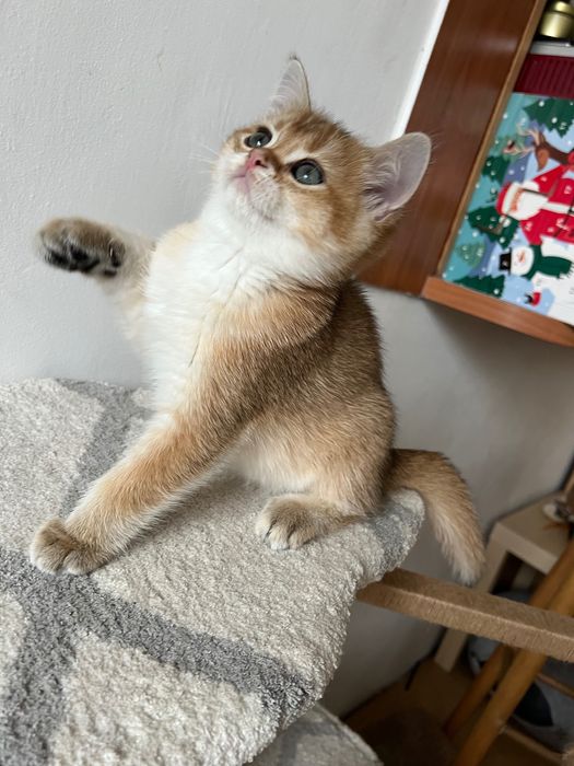 Британська золота Шиншила Котик