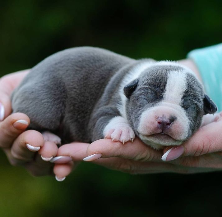 Голубые с белым и бело голубые малыши с родословной ..