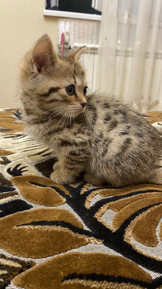 Кошечка бенгальская