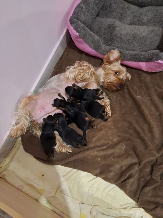 Кавалер пропонує послуги ( вязка йорка)