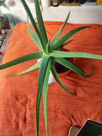 Aloe Vera, aloes