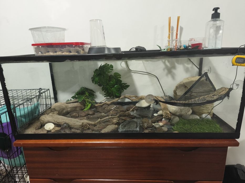 Terrário/aquário para dragão barbudo