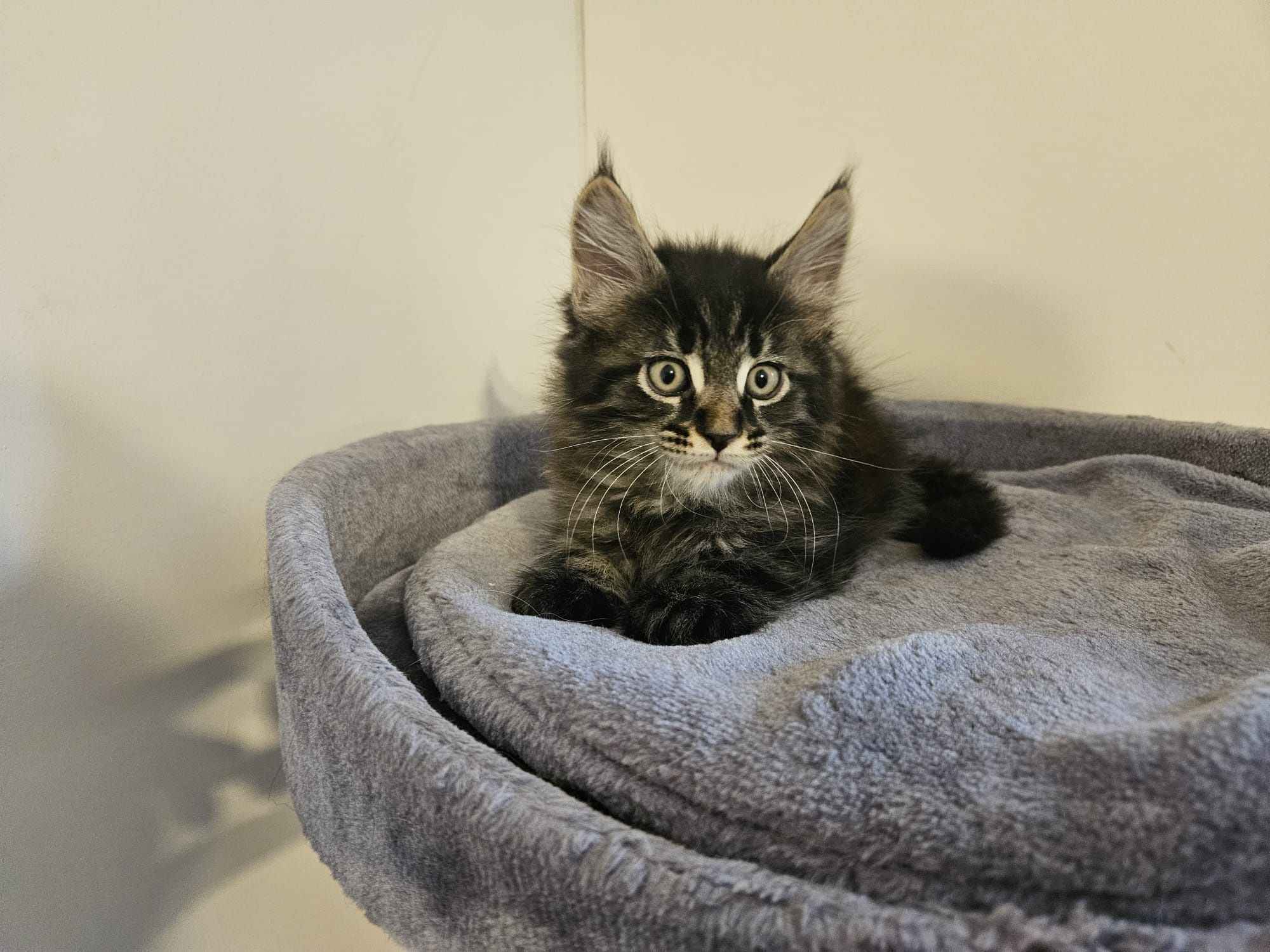 Hodowla kotów rasowych Maine Coon AngelCat.pl