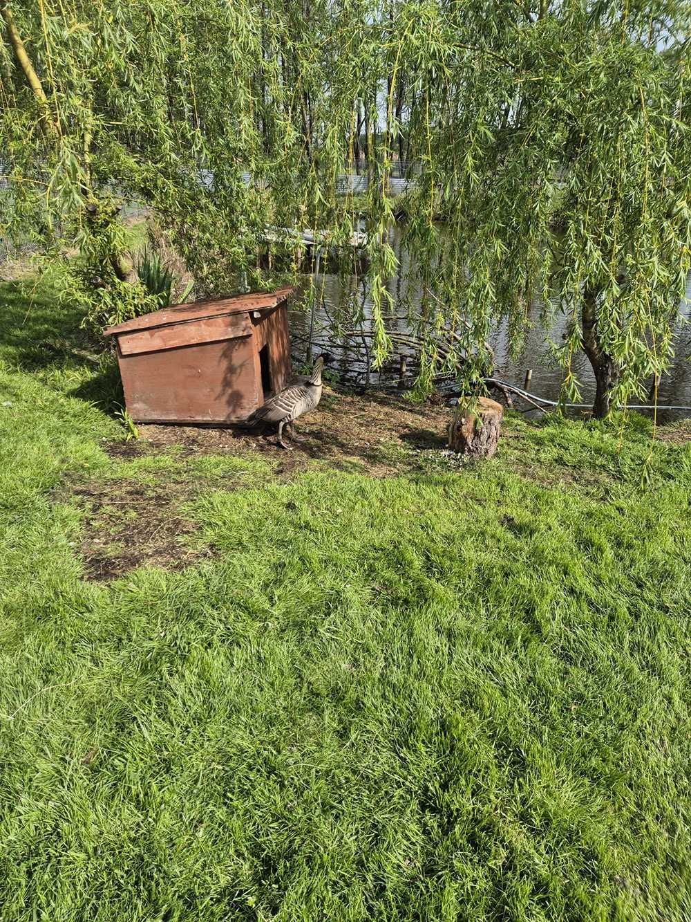 gęsi bernikle hawajskie para lęgowa