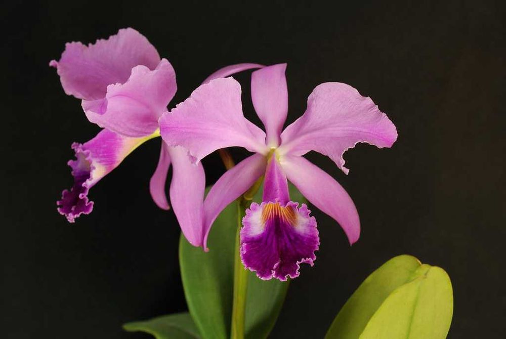 Orquídea Cattleya venezolana