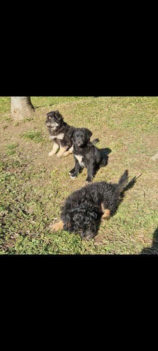 Oddam za darmo 3 małe pieski