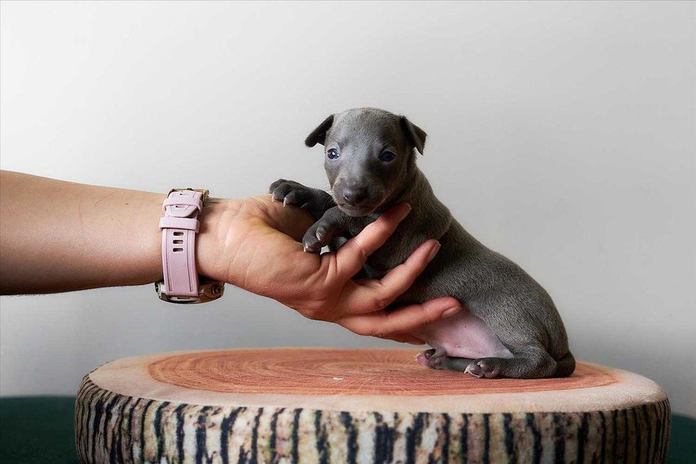 Charcik włoski, chłopczyk, ZKwP (FCI)