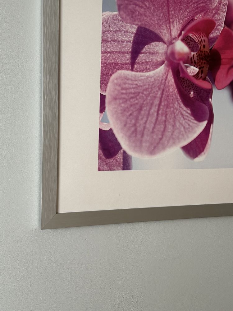 Duży nowoczesny fotoobraz. Piekny różowy storczyk - phalenopsis.