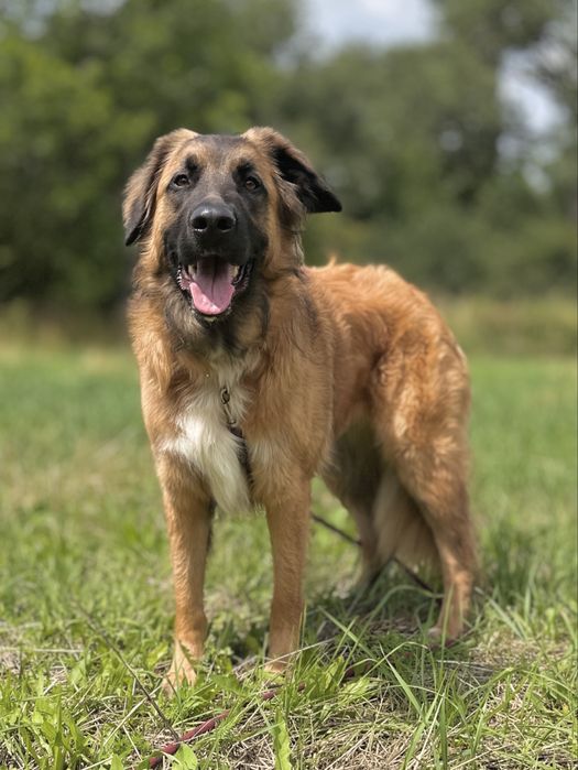 Młody Leon w typie leonbergera