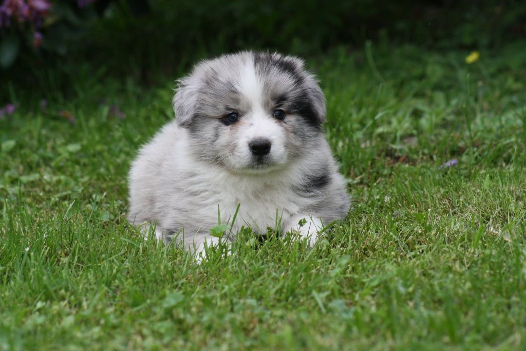 Border collie ZKWP piesek blue merle