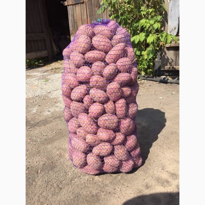 картошка бела роса картопля білароса