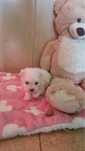 Bichon maltes femea