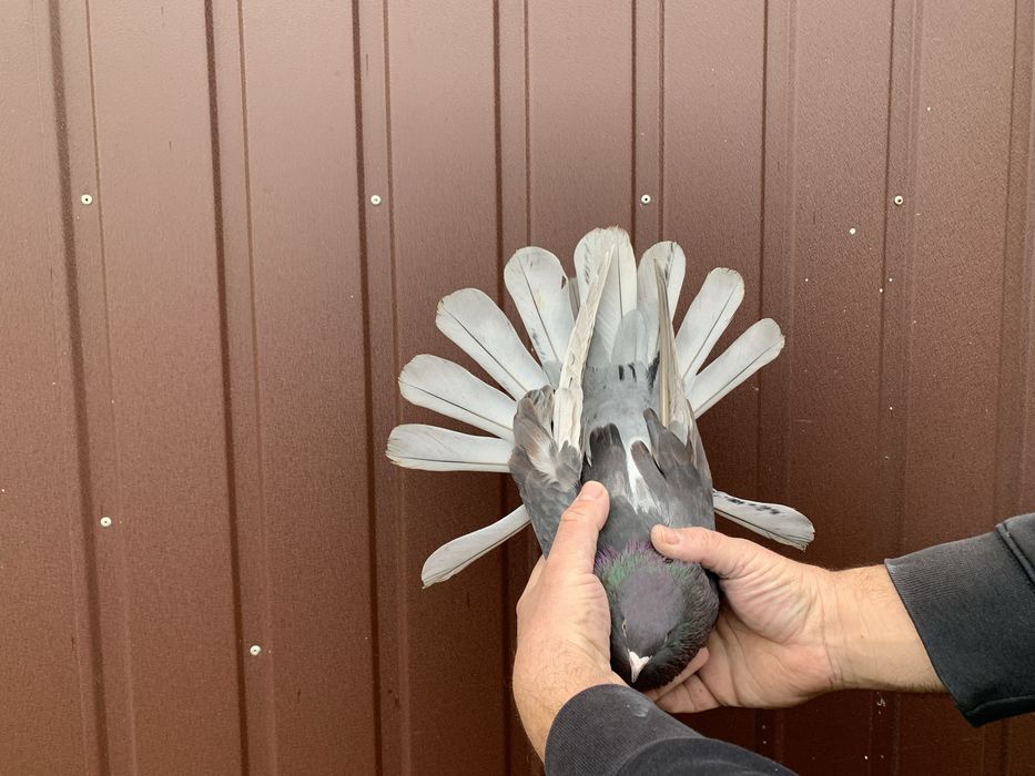 Orlik,orliki lubelskie ciemne bure