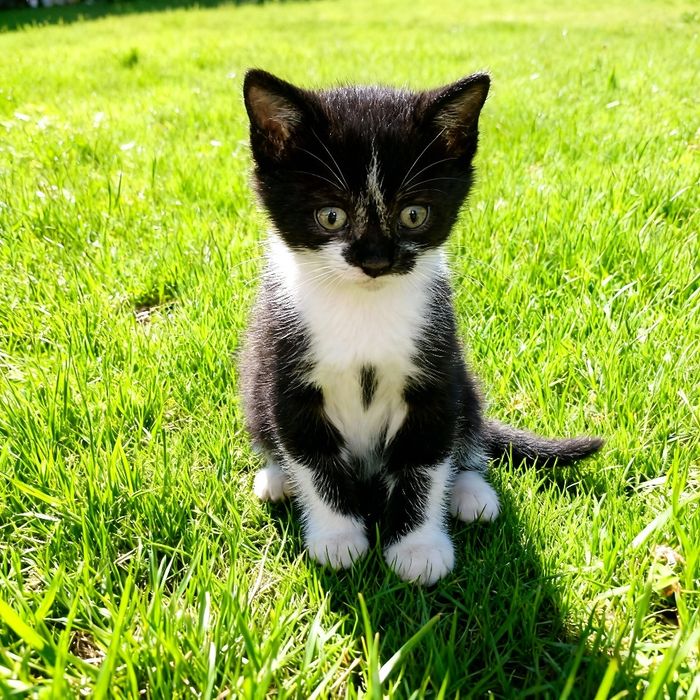 Віддам кошенят безкоштовно