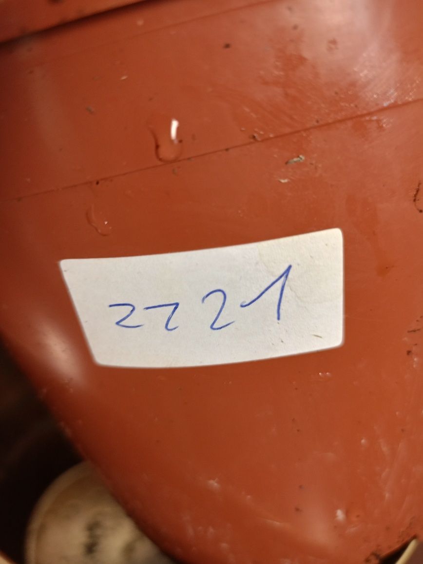 Rośnie Zamiokulkas Zenzi ZZ21