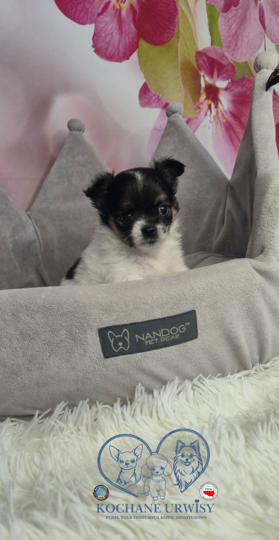 Cudowny chłopczyk chihuahua długowłosy