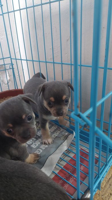 Lindomenino chihuahua