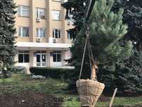 Сажанці сосна кримська Береза клен липа платан Туя
