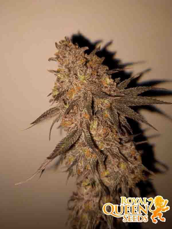 Nasiona marihuany Green Crack Punch / Royal Queen Seeds 3 sztuki