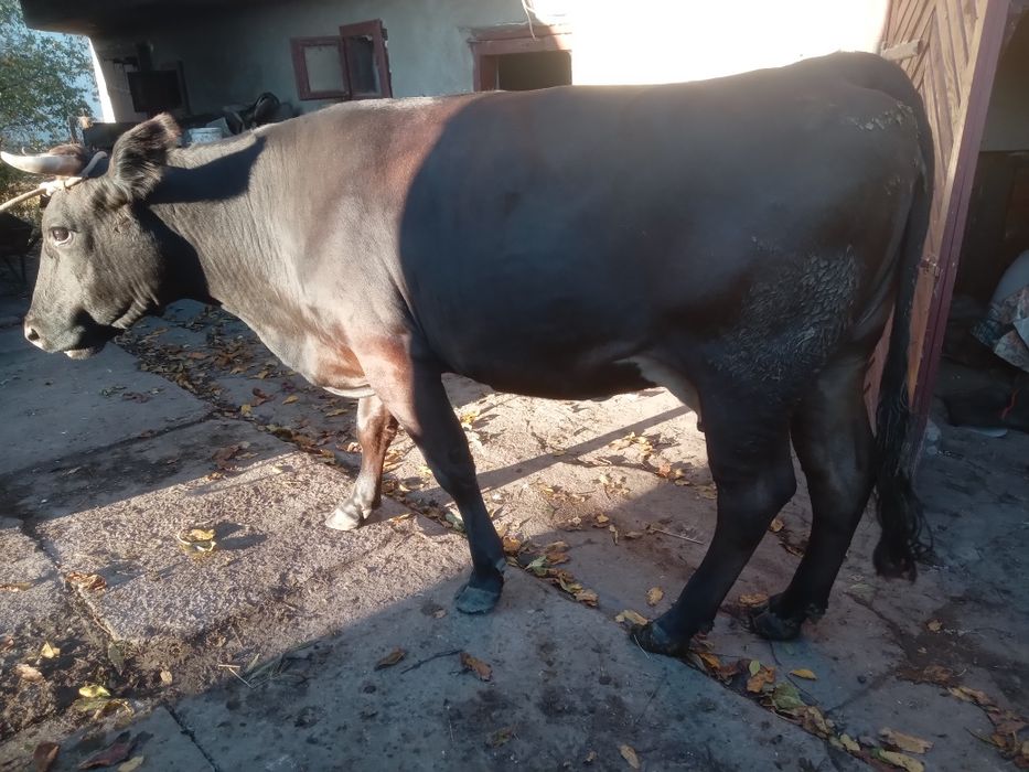 Продам добру молоду корову