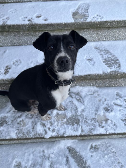 Oddam pieska w dobre rece