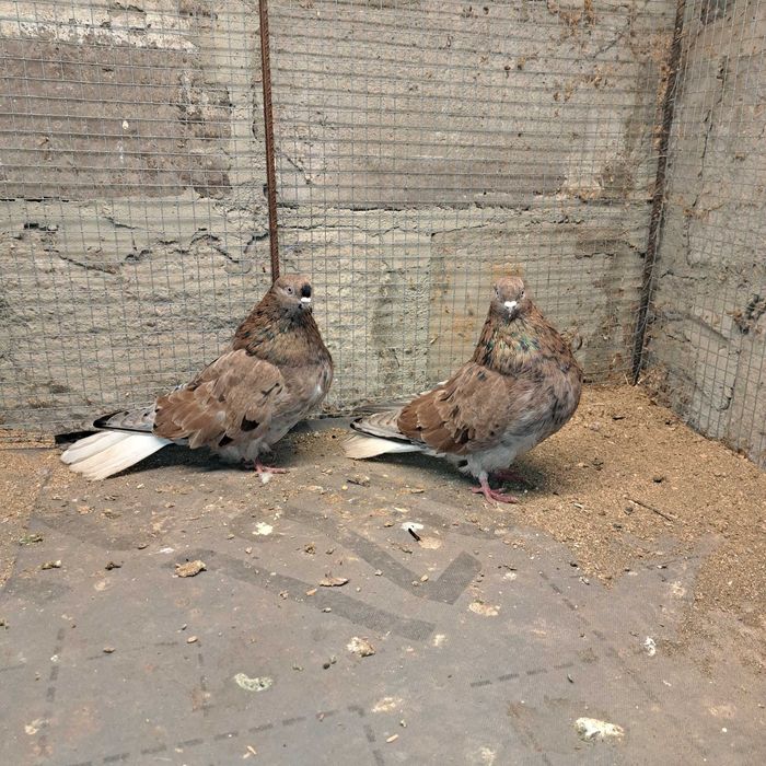 Golebie mikolajewskie,nikolajewskie