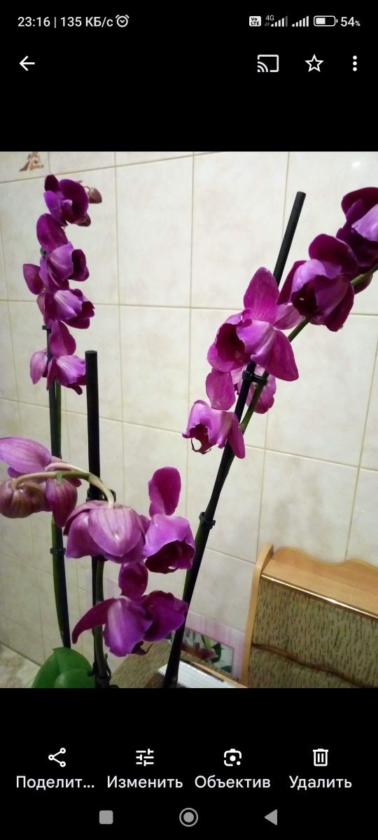 Орхидеи домашние