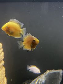 Pielęgnica severum yellow