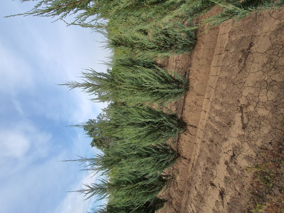 Можжевельник. Скальный