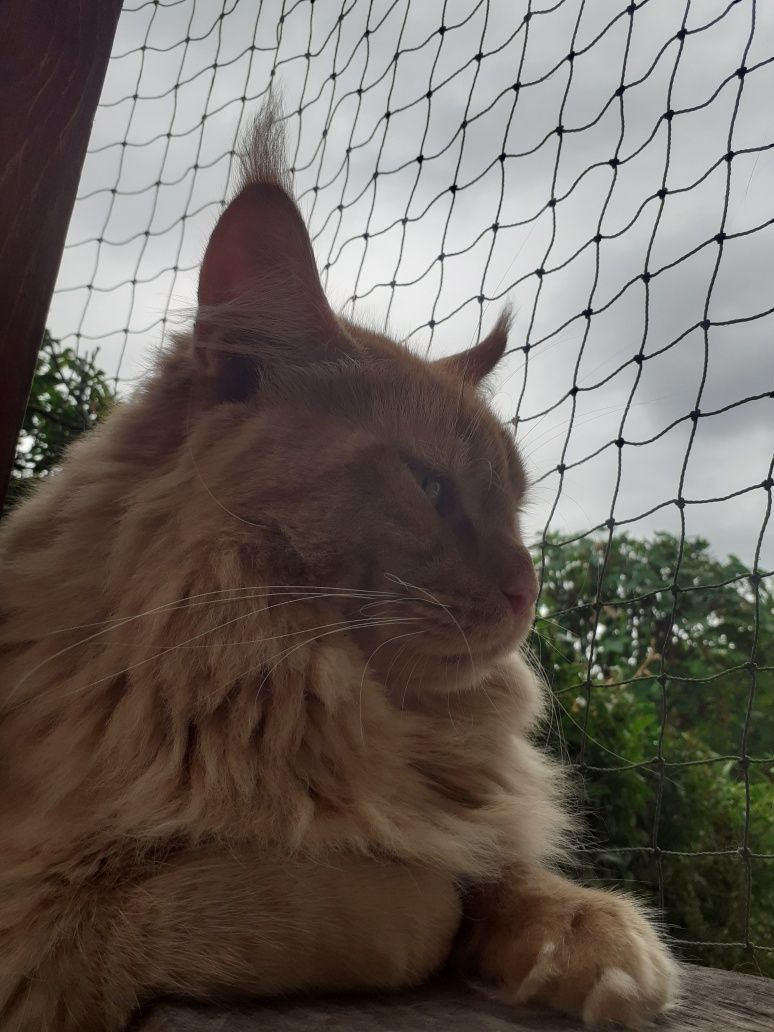 Kocur Maine Coon ds23 opcja hodowlana. Rodowód FPL