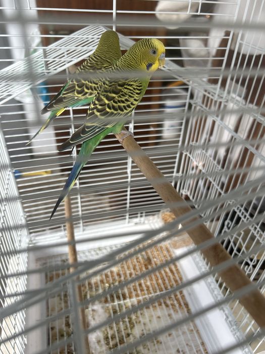 Casal de dois periquitos