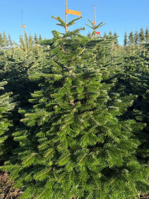 Árvore de Natal natural Nordmann 200-225 cm