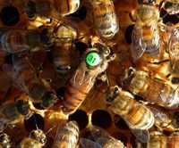 Бджоломатка бакфаст штучного осіменіння