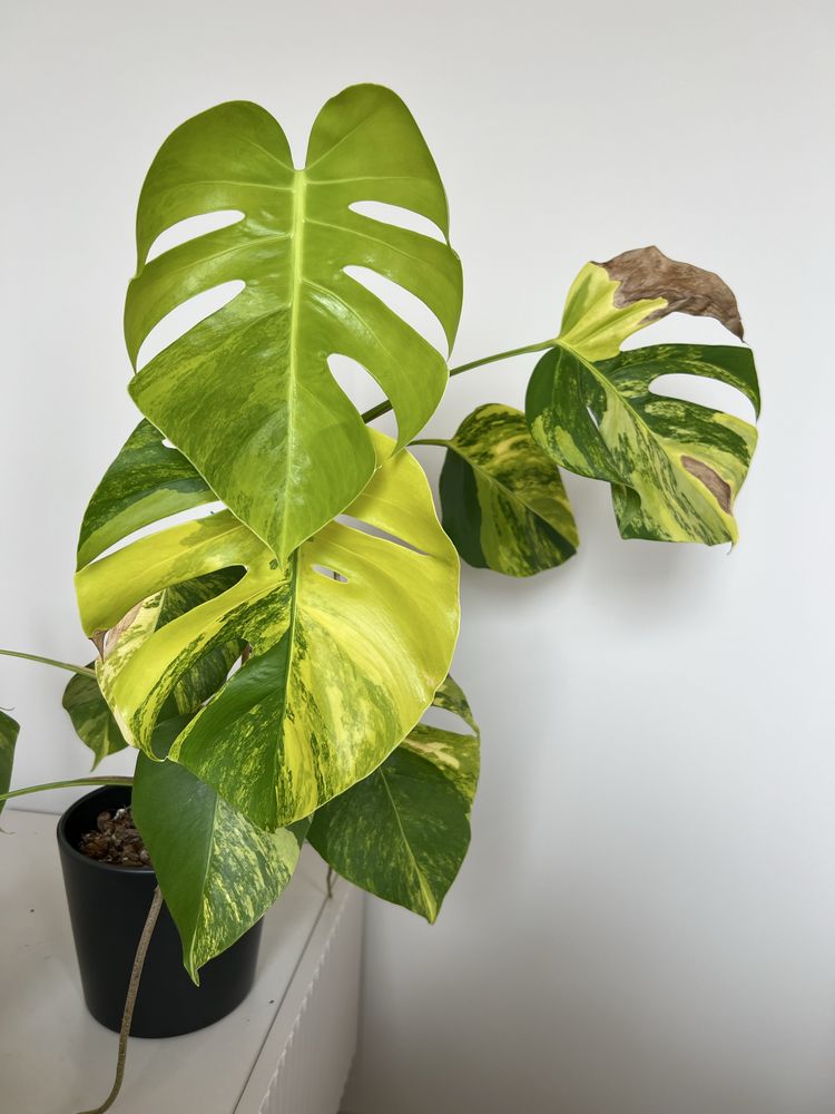 Monstera Marmorata