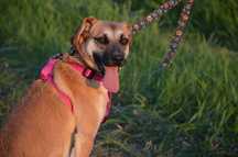 Ava - cudowna, oddana, radosna sunia do adopcji.