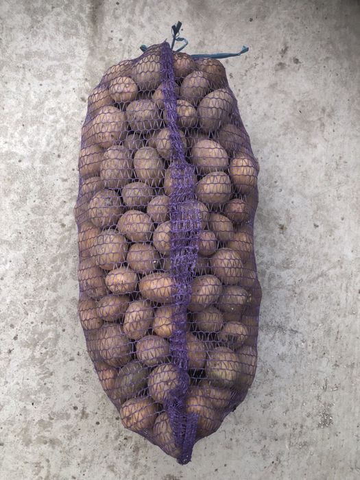 Продам картопля рівєра