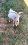 Cabras Micro Anãs - Macho Reprodutor Branco
