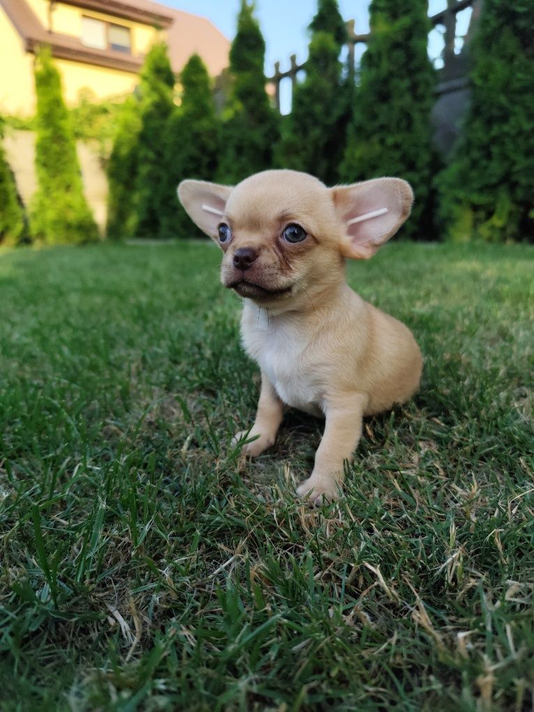 Dziewczynka chihuahua
