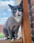 котик кольору мокко шукає дім
