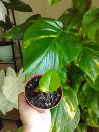 Muda de Pothos gigante