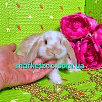 Мини mini lop мiнi висловухий баранчик карликовые кролики