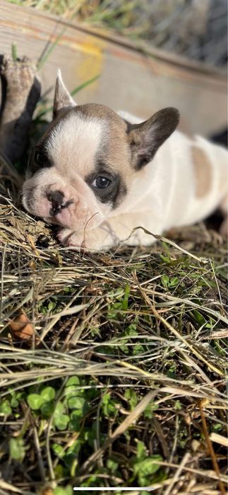 Маленькі собачки французького бульдога