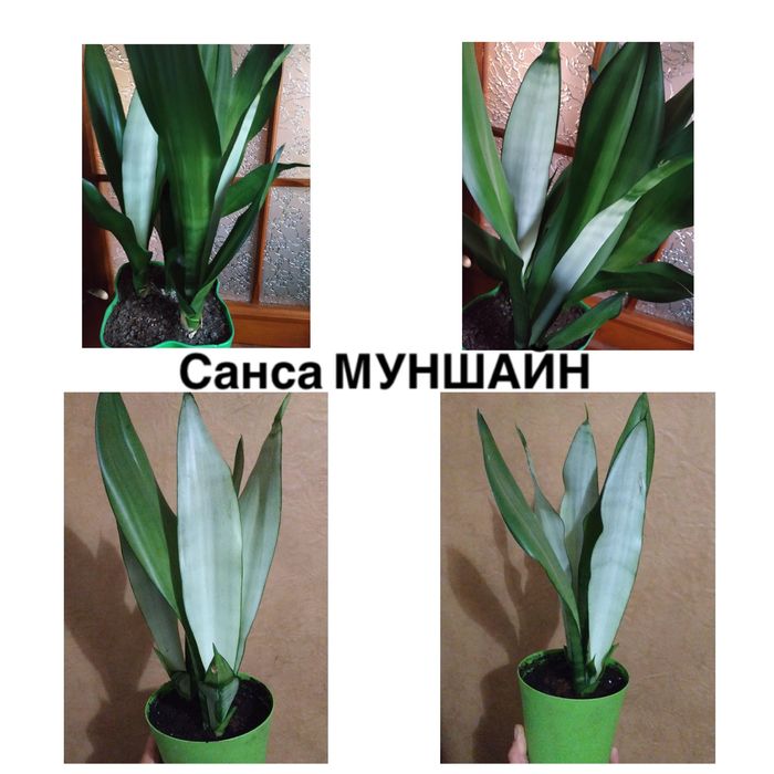 Имп Уайт Наташа  Али  Голд Крит Батерфляй Канари Муншайн Капертон