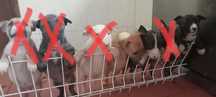 Cães bebés para adopção (só 3 machos)